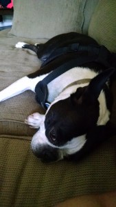 IMG_20150622_120426134