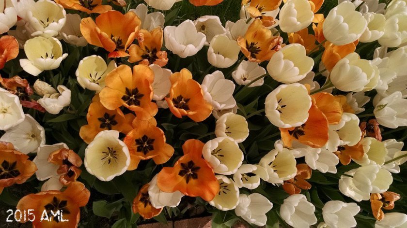 21828_10155497186260655_7264747933608538101_n