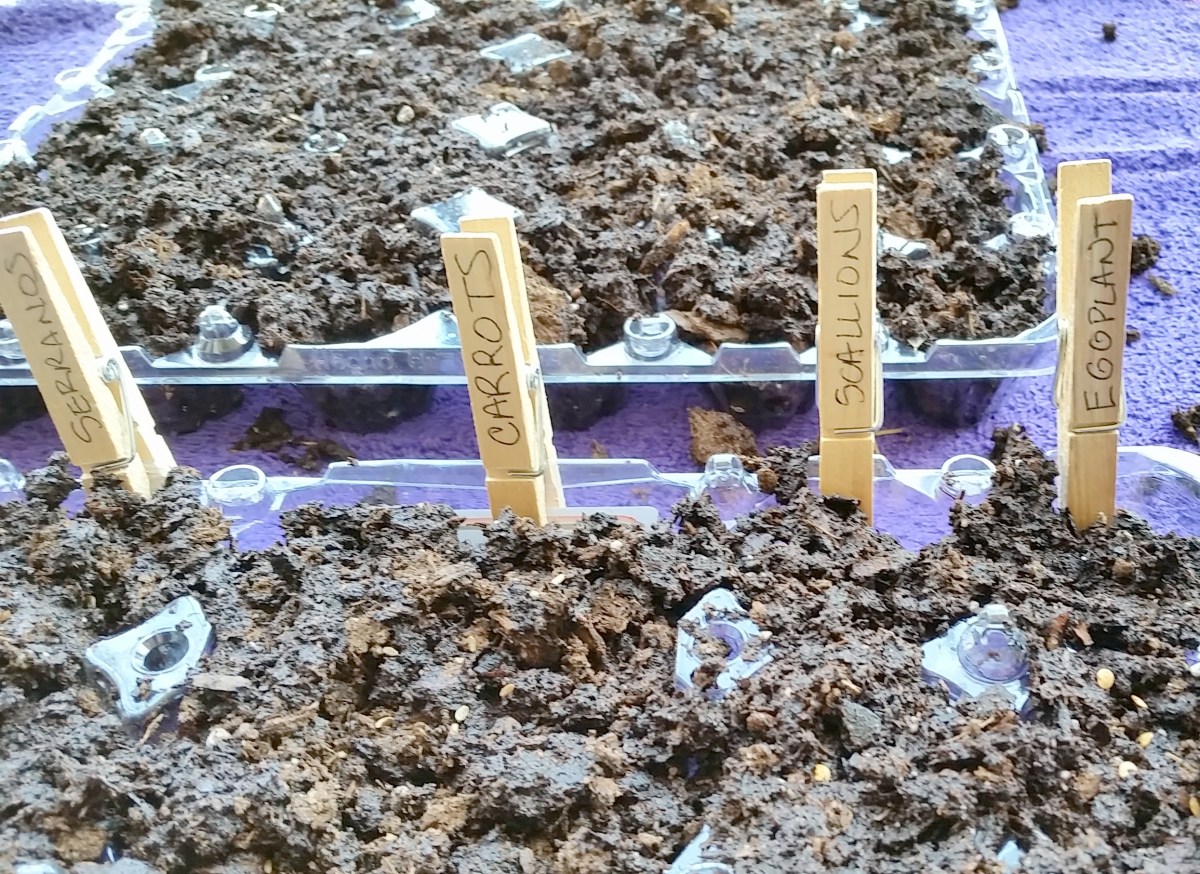 Gardening on a Balcony: Recycling and&nbsp;Seeding