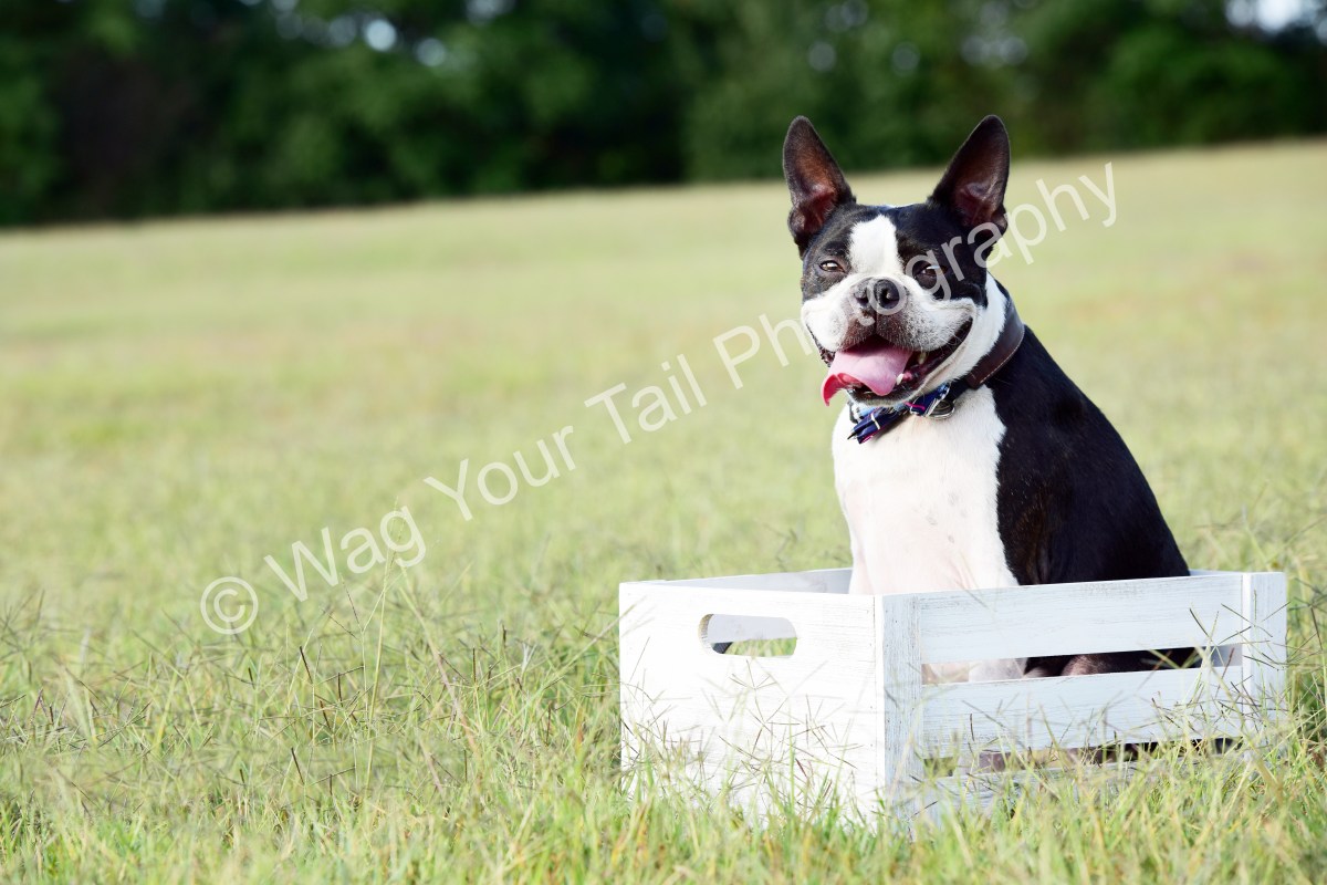 Bingley’s Photo Shoot – Wag Your Tail&nbsp;Photography
