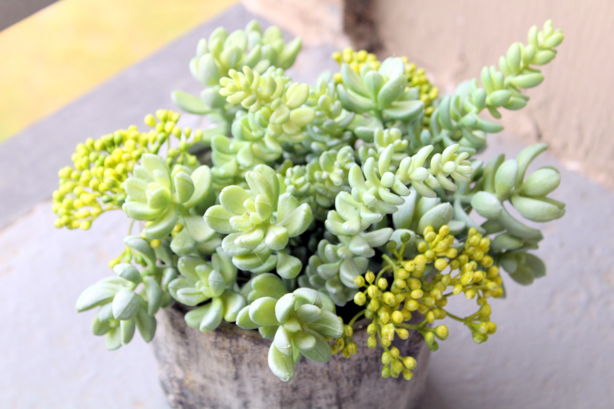 Indoor Decor: Add Carefree Greenery to Your&nbsp;Life